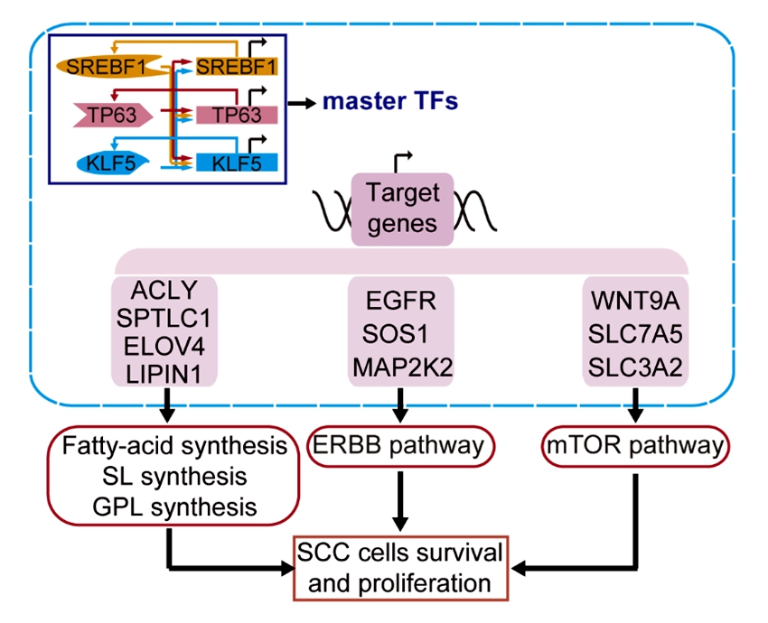 图1 SREBF1在食管鳞癌分子调控和功能模式图_副本.jpg